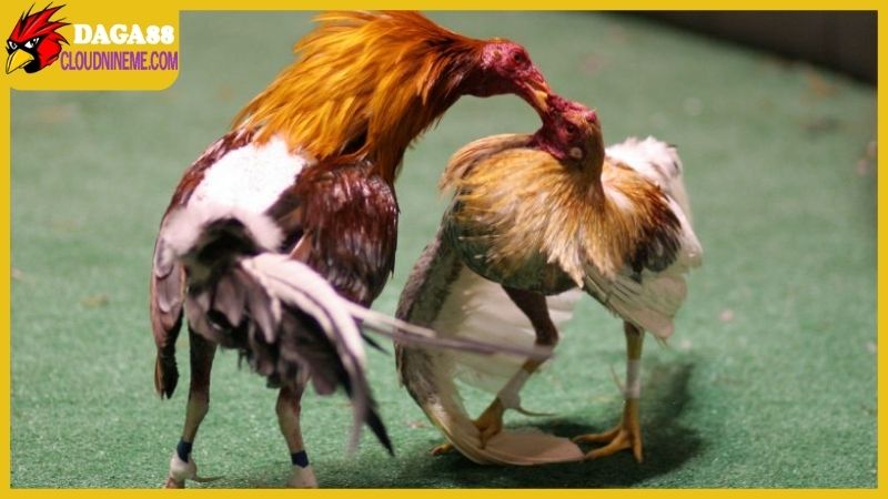 Phát sóng trận đấu từ trường gà quốc tế đỉnh cao