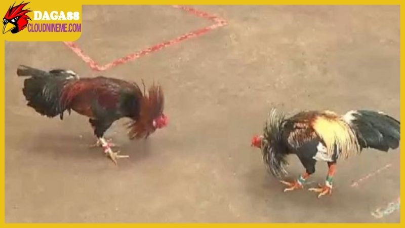 Tuân thủ các điều khoản được trang web cập nhật