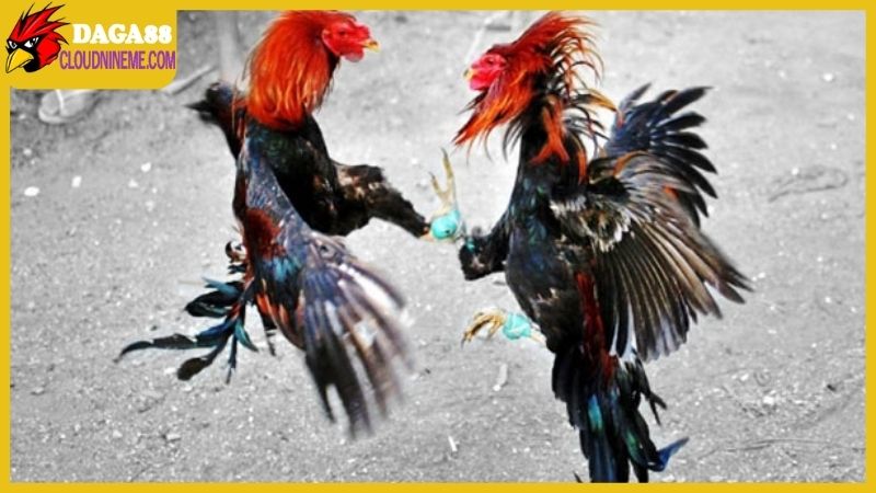 Xem đá gà online trên Daga88 uy tín