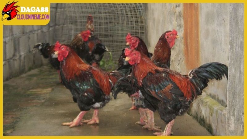 Daga88 chia sẻ cách chọn giống trong kỹ thuật nuôi gà chọi