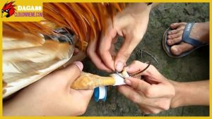 Cách lên cựa gà đá