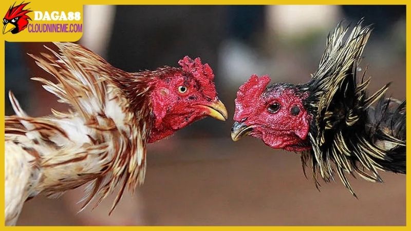 Cách nuôi gà đá mau sung