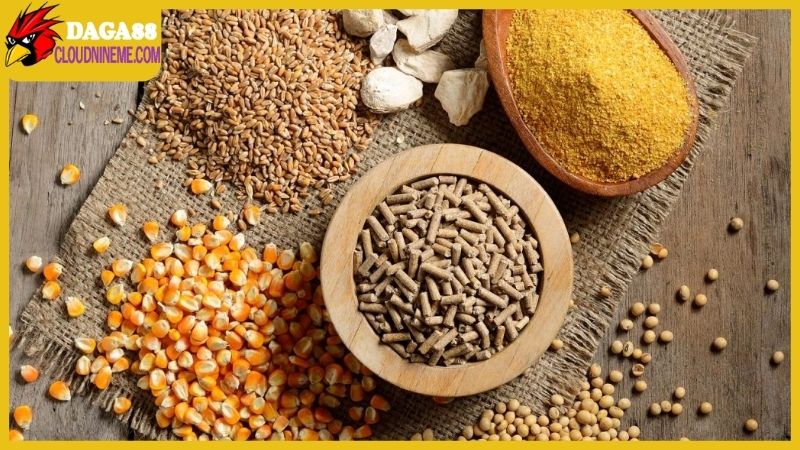 Chế độ dinh dưỡng trong kỹ thuật nuôi gà chọi