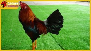 Gà Cao Lãnh Đồng Tháp