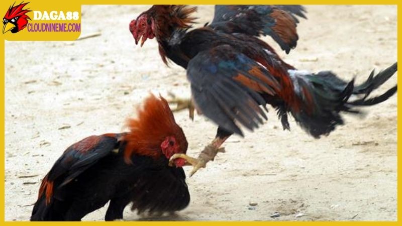 Kỹ thuật nuôi gà chọi