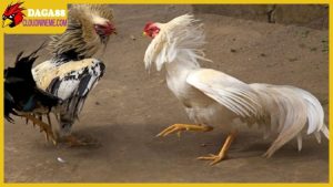 Kỹ thuật nuôi gà đá