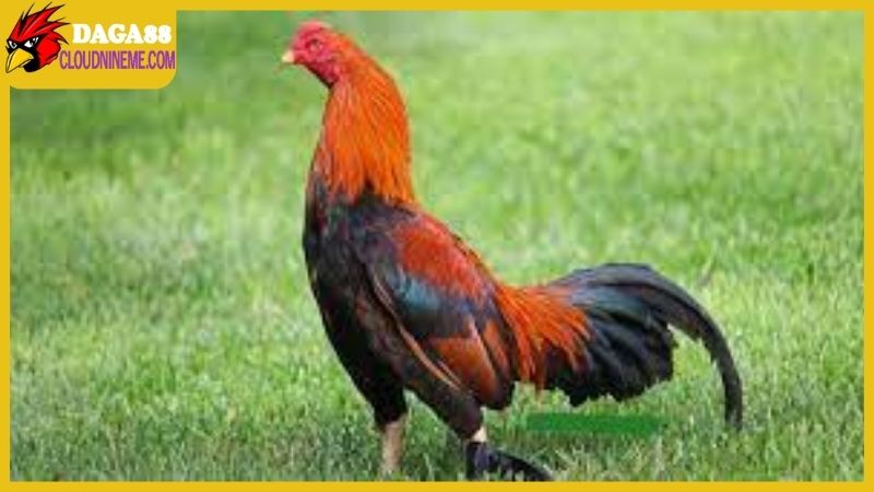 Tình hình thực chiến của gà Asil lai Mỹ