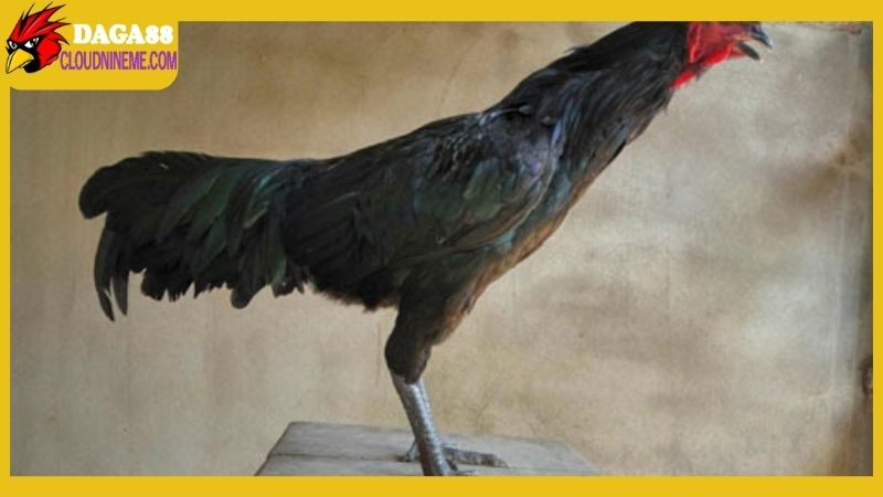 Những yếu tố ảnh hưởng đến gà chân chì tốt hay xấu