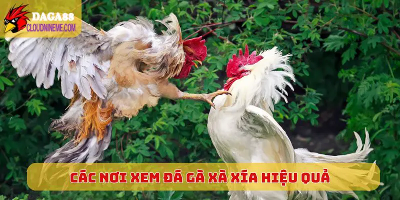 Các nơi xem đá gà Xà Xía hiệu quả, tiện lợi
