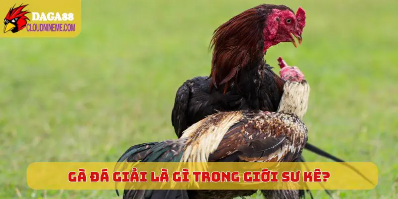 Tiết lộ chi tiết gà đá giải là gì trong giới sư kê?