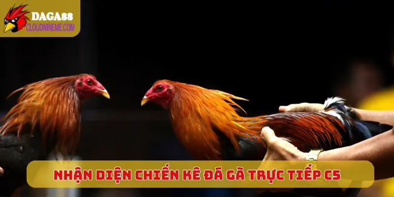 Nhận diện chiến kê tốt khi xem Đá Gà Trực Tiếp C5