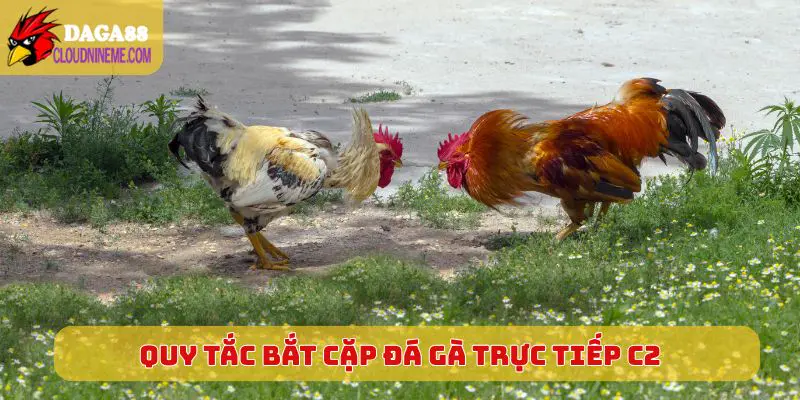 Quy tắc bắt cặp khi chơi Đá Gà Trực Tiếp C2