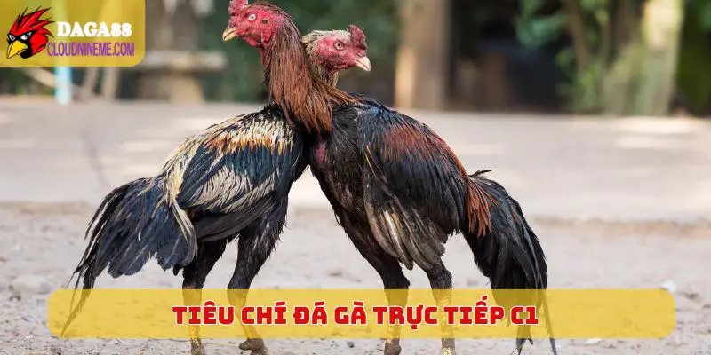 Tiêu chí của một chiến kê thông thường tại Đá Gà Trực Tiếp C1